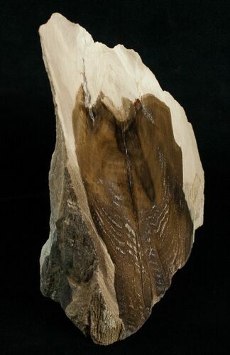 / Tall Free-Standing Petrified Wood Specimen #6396